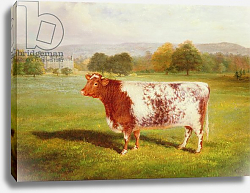 Постер Шайер Уильям Portrait of a Shorthorn, 19th century Постер Шайер Уильям Portrait of a Shorthorn, 19th century