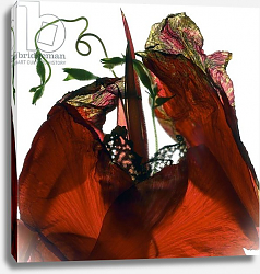 Постер МакЛемор Юлия (совр) Morning Glory Canna Red Постер МакЛемор Юлия (совр) Morning Glory Canna Red