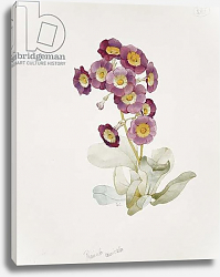 Постер Кресвелл Сара Primula Auricula Постер Кресвелл Сара Primula Auricula