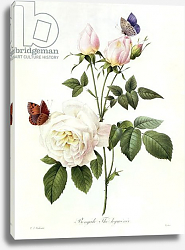 Постер Редюти Пьер Rosa: Bengale the Hymenes, from 'Les Roses', 19th century Постер Редюти Пьер Rosa: Bengale the Hymenes, from 'Les Roses', 19th century