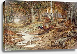 Постер Даннер Карл (совр) Cock Pheasant and Sulphur Tuft Fungi, Постер Даннер Карл (совр) Cock Pheasant and Sulphur Tuft Fungi,