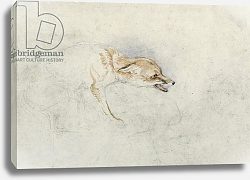 Постер Льюис Джон Study of a crouching Fox, facing right verso: faint sketch of fox's head and tail Постер Льюис Джон Study of a crouching Fox, facing right verso: faint sketch of fox's head and tail