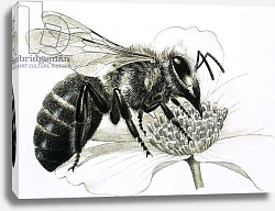 Постер Дэвис Р. (жив, дет) Worker bee collecting nectar from flower Постер Дэвис Р. (жив, дет) Worker bee collecting nectar from flower
