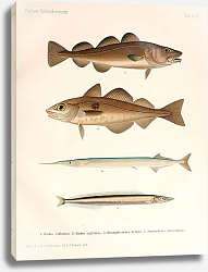 Постер Gadus callarias, Gadus aeglefinus, Rhamphistoms belone, Ammodytes lanceolatus Постер Gadus callarias, Gadus aeglefinus, Rhamphistoms belone, Ammodytes lanceolatus