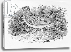 Постер Бевик Томас The Skylark from the 'History of British Birds' Volume I, pub. 1797 Постер Бевик Томас The Skylark from the 'History of British Birds' Volume I, pub. 1797