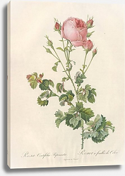 Постер Rosa Chinensis Jacq. Var. Semperflorens Koehne Постер Rosa Chinensis Jacq. Var. Semperflorens Koehne