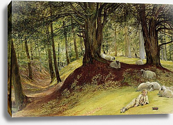 Постер Редгрейв Ричард Parkhurst Woods, Abinger, Surrey Постер Редгрейв Ричард Parkhurst Woods, Abinger, Surrey
