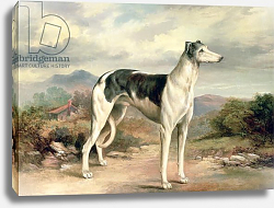 Постер Беар Джемс A Greyhound in a hilly landscape Постер Беар Джемс A Greyhound in a hilly landscape