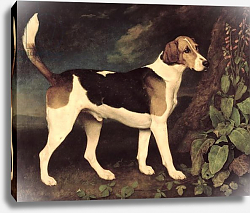 Постер Стаббс Джордж Ringwood, a Brocklesby Foxhound, 1792 Постер Стаббс Джордж Ringwood, a Brocklesby Foxhound, 1792