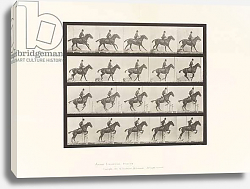 Постер Муйбридж Идвеард Plate 636. Jumping a Hirdle; Saddle; Preparing for the Leap, 1885 Постер Муйбридж Идвеард Plate 636. Jumping a Hirdle; Saddle; Preparing for the Leap, 1885