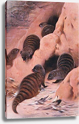Постер Кунер Вильгельм Banded Mongoose, illustration from'Wildlife of the World', c.1910 Постер Кунер Вильгельм Banded Mongoose, illustration from'Wildlife of the World', c.1910