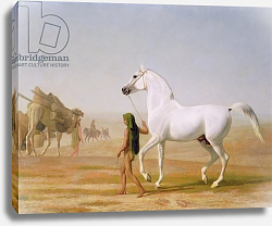 Постер Агассе Жак The Wellesley Grey Arabian led through the Desert, c.1810 Постер Агассе Жак The Wellesley Grey Arabian led through the Desert, c.1810