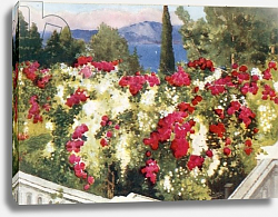 Постер Никсон Мима The Rose Pergola, the Achilleion, Corfu Постер Никсон Мима The Rose Pergola, the Achilleion, Corfu