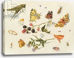 Постер Кессель Фердинанд Study of Insects, Flowers and Fruits, 17th century Постер Кессель Фердинанд Study of Insects, Flowers and Fruits, 17th century