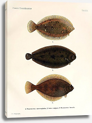 Постер Pleuronectes microcephalus, Solea vulgaris, Pleuronectes limanda Постер Pleuronectes microcephalus, Solea vulgaris, Pleuronectes limanda