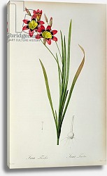 Постер Редюти Пьер Ixia Tricolor, from `Les Liliacees', 1805 Постер Редюти Пьер Ixia Tricolor, from `Les Liliacees', 1805