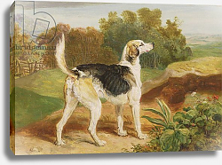 Постер Уорд Артур Ravager, one of the Lambton Hounds Постер Уорд Артур Ravager, one of the Lambton Hounds