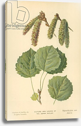 Постер Бут Вильям (последователи, ботаника) Catkins and Leaves of the Aspen Poplar Постер Бут Вильям (последователи, ботаника) Catkins and Leaves of the Aspen Poplar