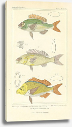 Постер Ophicephalus limbatus, Ophicephalus striatus, Ophicephalus grandinosus 2 Постер Ophicephalus limbatus, Ophicephalus striatus, Ophicephalus grandinosus 2