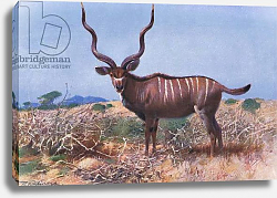 Постер Кунер Вильгельм Kudu, illustration from'Wildlife of the World', c.1910 Постер Кунер Вильгельм Kudu, illustration from'Wildlife of the World', c.1910