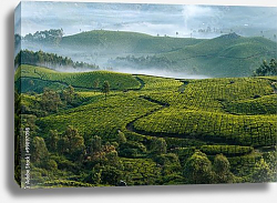 Постер Индия. Чайная плантация Munnar, Kerala Постер Индия. Чайная плантация Munnar, Kerala