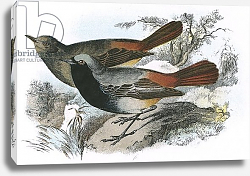 Постер Школа: Английская 20в. Black Redstart 2 Постер Школа: Английская 20в. Black Redstart 2
