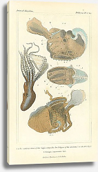 Постер Various views of the Sepia octopedia, Octopus argonautae Постер Various views of the Sepia octopedia, Octopus argonautae