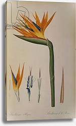 Постер Редюти Пьер Strelitzia Reginae, from 'Les Strelitziacees' Постер Редюти Пьер Strelitzia Reginae, from 'Les Strelitziacees'