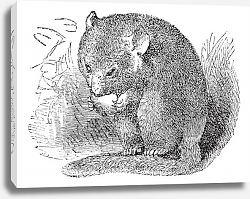 Постер Hazel Dormouse or Muscardinus avellanarius vintage engraving Постер Hazel Dormouse or Muscardinus avellanarius vintage engraving