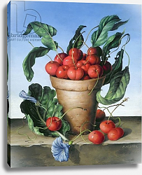 Постер Клейзер Амелия (совр) Cherries in terracotta with blue flower Постер Клейзер Амелия (совр) Cherries in terracotta with blue flower