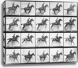 Постер Муйбридж Идвеард Man and horse jumping a fence, plate 640 from 'Animal Locomotion', 1887 Постер Муйбридж Идвеард Man and horse jumping a fence, plate 640 from 'Animal Locomotion', 1887