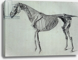 Постер Стаббс Джордж Finished Study for the Fifth Anatomical Table of a Horse Постер Стаббс Джордж Finished Study for the Fifth Anatomical Table of a Horse
