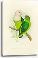 Постер Greay-headed or Madagascar Love-Bird Постер Greay-headed or Madagascar Love-Bird
