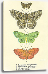 Постер Parascotia fuliginaria, Bronchelia scolopacea, Terpne papilionaria, Eumelea rosalia Постер Parascotia fuliginaria, Bronchelia scolopacea, Terpne papilionaria, Eumelea rosalia