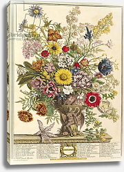 Постер Кастилс Питер November, from 'Twelve Months of Flowers' by Robert Furber engraved by Henry Fletcher Постер Кастилс Питер November, from 'Twelve Months of Flowers' by Robert Furber engraved by Henry Fletcher