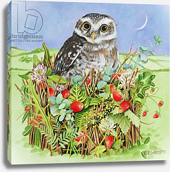 Постер Уоттс Э. (совр) Owl in a Woodland Basket, 1993 Постер Уоттс Э. (совр) Owl in a Woodland Basket, 1993