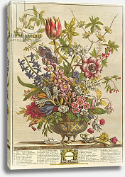 Постер Кастилс Питер February, from `Twelve Months of Flowers' by Robert Furber engraved by Henry Fletcher Постер Кастилс Питер February, from `Twelve Months of Flowers' by Robert Furber engraved by Henry Fletcher