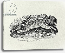 Постер Бевик Томас The Hare from 'History of British Birds and Quadrupeds' Постер Бевик Томас The Hare from 'History of British Birds and Quadrupeds'