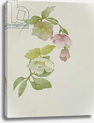 Постер Кресвелл Сара Helleborus orientalio and Helleborus niger Постер Кресвелл Сара Helleborus orientalio and Helleborus niger