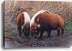 Постер Кунер Вильгельм River Hog, illustration from'Wildlife of the World', c.1910 Постер Кунер Вильгельм River Hog, illustration from'Wildlife of the World', c.1910
