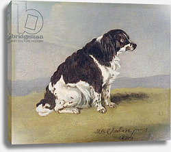 Постер Шалон Анри The Duchess of York's Spaniel, 1804 Постер Шалон Анри The Duchess of York's Spaniel, 1804