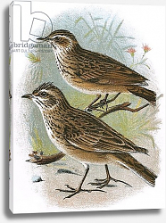 Постер Школа: Английская 20в. Sky-Lark and Wood-Lark Постер Школа: Английская 20в. Sky-Lark and Wood-Lark