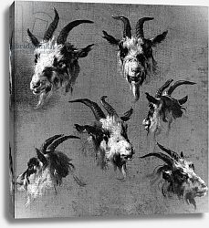 Постер Берхем Николас Six studies of goat heads Постер Берхем Николас Six studies of goat heads