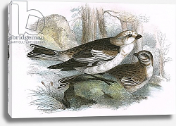 Постер Школа: Английская 20в. Snow Bunting Постер Школа: Английская 20в. Snow Bunting