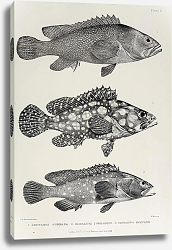 Постер Serranus summana, Serranus tumilabris, Serranus hoevenii Постер Serranus summana, Serranus tumilabris, Serranus hoevenii