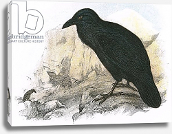 Постер Школа: Английская 20в. Raven 2 Постер Школа: Английская 20в. Raven 2