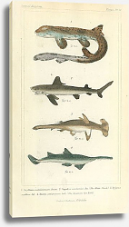 Постер Scyllium malaisianum, Squalus carcharias, zygaena malleus, Pristis antiquorum Постер Scyllium malaisianum, Squalus carcharias, zygaena malleus, Pristis antiquorum