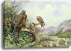 Постер Даннер Карл (совр) Pair of Red Kites in an Oak Tree, Постер Даннер Карл (совр) Pair of Red Kites in an Oak Tree,