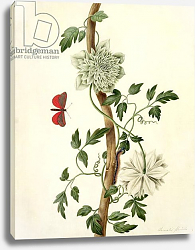 Постер Коньерс Джон (бот) Clematis Florida with Butterfly and Caterpillar Постер Коньерс Джон (бот) Clematis Florida with Butterfly and Caterpillar