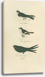 Постер Land Martin, Pied Fly Catcher, Lurft Постер Land Martin, Pied Fly Catcher, Lurft